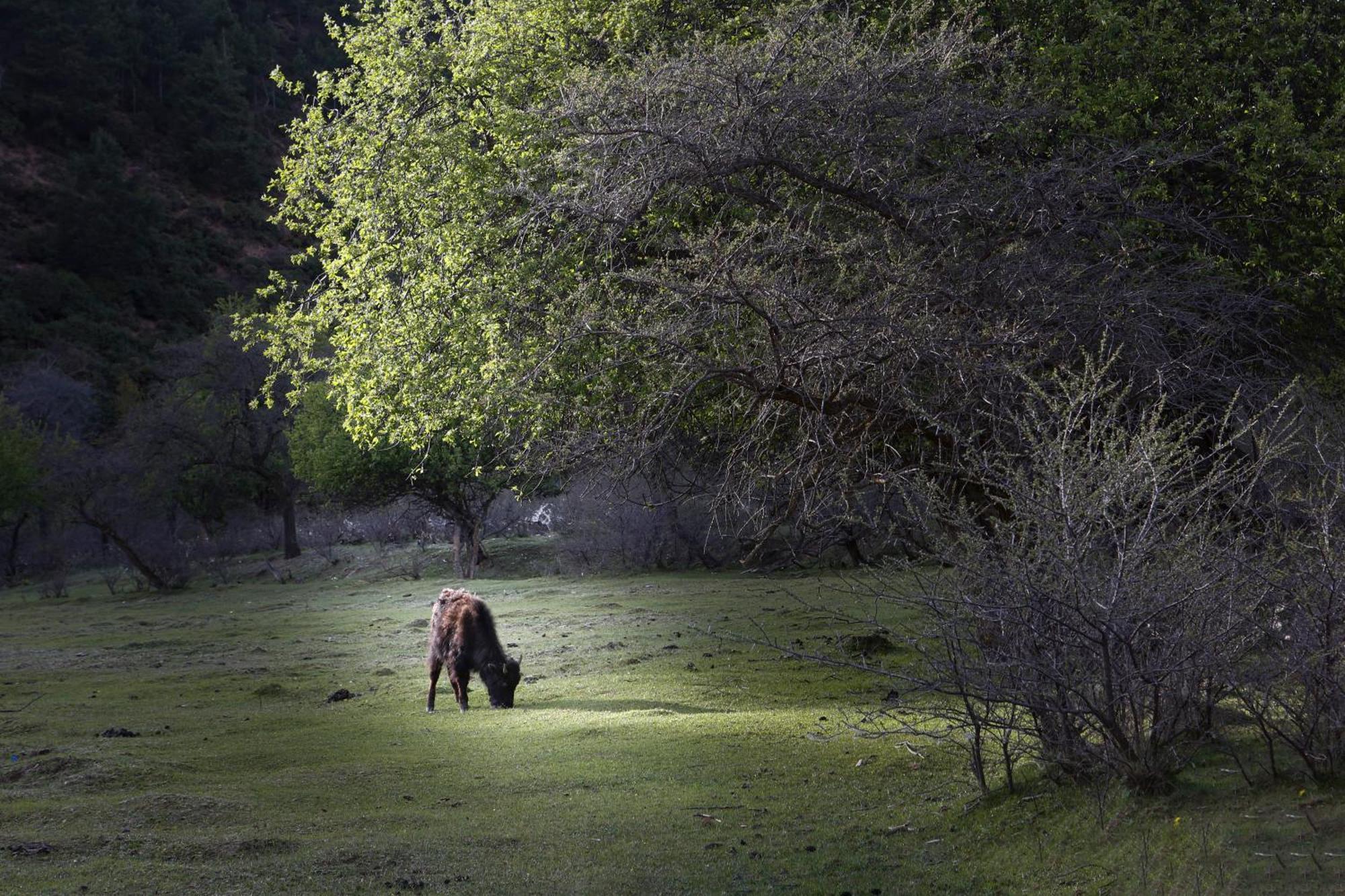Banyan Tree Ringha Ξενοδοχείο Σάνγκρι-Λα Εξωτερικό φωτογραφία