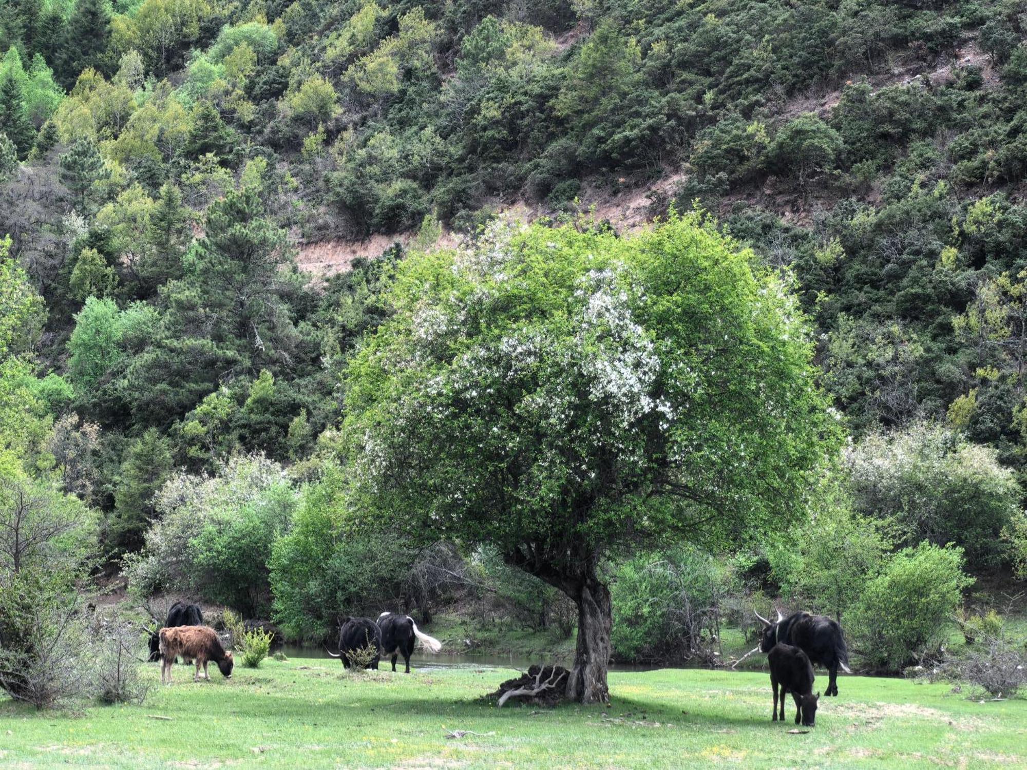 Banyan Tree Ringha Ξενοδοχείο Σάνγκρι-Λα Εξωτερικό φωτογραφία